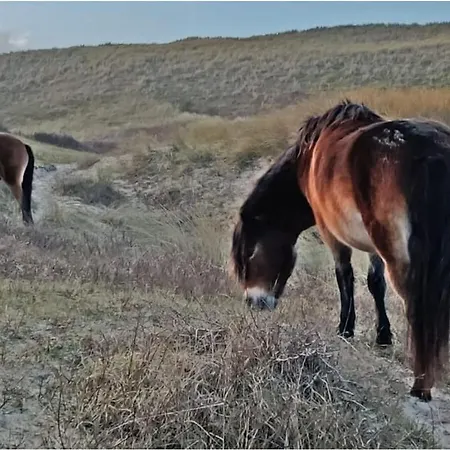 By The Water 度假居 Broek op Langedijk
