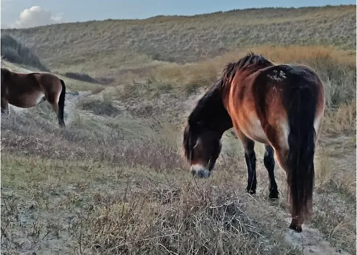 By The Water Feriehus Broek op Langedijk